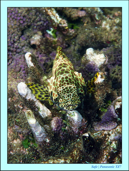 2012 - 07 - Dauin Sanctuary 45